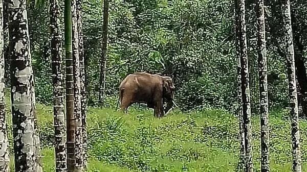 ಮಡಿಕೇರಿ : ಕಾಡಾನೆ ದಾಳಿಗೆ ಕಾರ್ಮಿಕ ಮಹಿಳೆ ಮೃತ್ಯು