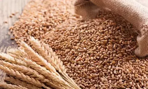 2018ರ ಬಳಿಕ ಕನಿಷ್ಠ ಮಟ್ಟ ತಲುಪಿದ ಗೋಧಿ ದಾಸ್ತಾನು