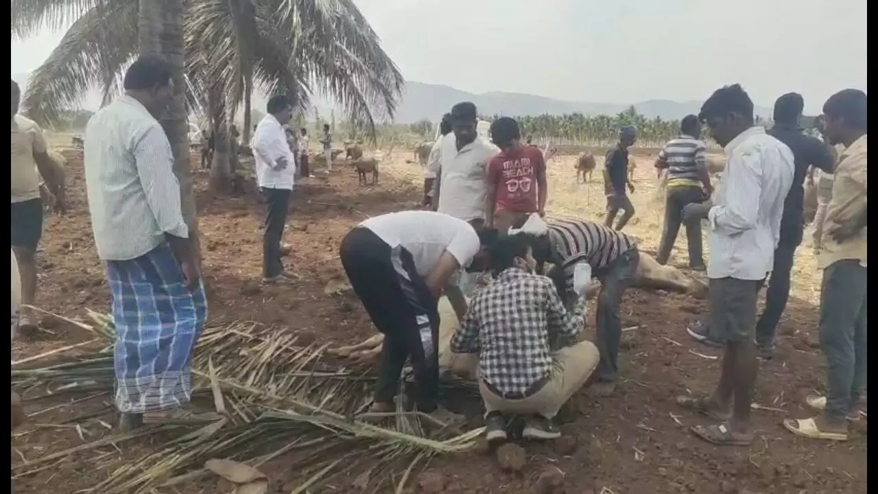 ಚಿಕ್ಕಮಗಳೂರು | ಜೋಳದ ಚಿಗುರು ತಿಂದು 6 ಜಾನುವಾರುಗಳು ಸಾವು: 30 ಜಾನುವಾರುಗಳು ಅಸ್ವಸ್ಥ ಚಿಕ್ಕಮಗಳೂರು | ಜೋಳದ ಚಿಗುರು ತಿಂದು 6 ಜಾನುವಾರುಗಳು ಸಾವು: 30 ಜಾನುವಾರುಗಳು ಅಸ್ವಸ್ಥ