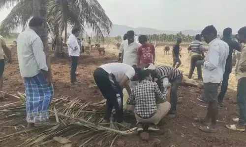 ಚಿಕ್ಕಮಗಳೂರು | ಜೋಳದ ಚಿಗುರು ತಿಂದು 6 ಜಾನುವಾರುಗಳು ಸಾವು: 30 ಜಾನುವಾರುಗಳು ಅಸ್ವಸ್ಥ