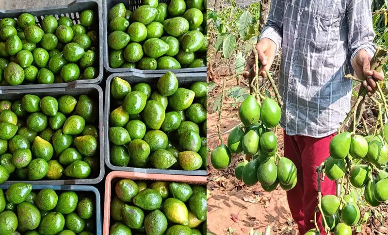 ‘ಬಟರ್ ಫ್ರೂಟ್’ನತ್ತ ಕೊಡಗಿನ ಬೆಳೆಗಾರರ ಚಿತ್ತ