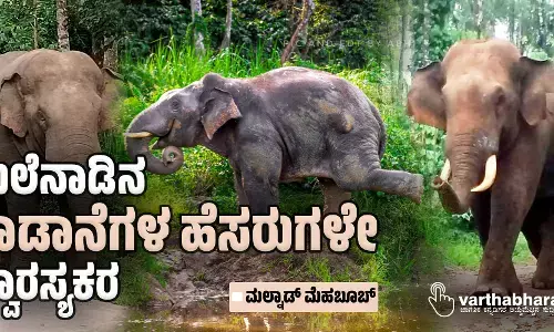 ಮಲೆನಾಡಿನ ಕಾಡಾನೆಗಳ ಹೆಸರುಗಳೇ ಸ್ವಾರಸ್ಯಕರ