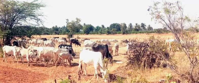 ಜಾನುವಾರುಗಳಿಗೆ ಮೇವಿಲ್ಲದೆ ಕಂಗಾಲಾದ ರೈತರು