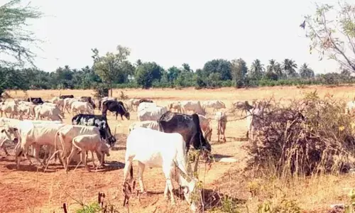 ಜಾನುವಾರುಗಳಿಗೆ ಮೇವಿಲ್ಲದೆ ಕಂಗಾಲಾದ ರೈತರು