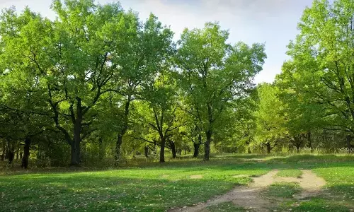 ಪುತ್ತೂರು: ಮರದಿಂದ ಬಿದ್ದು ವ್ಯಕ್ತಿ ಸಾವು
