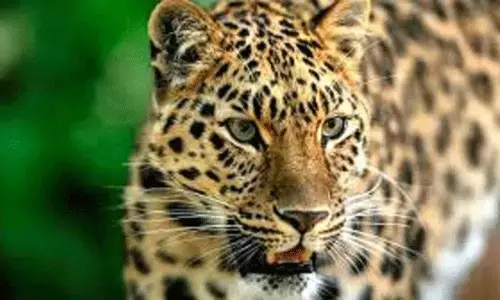 ಶಿರ್ವ: ಚಿರತೆ ದಾಳಿ; ಬಿಹಾರ ಮೂಲದ ಕಾರ್ಮಿಕನಿಗೆ ಗಾಯ