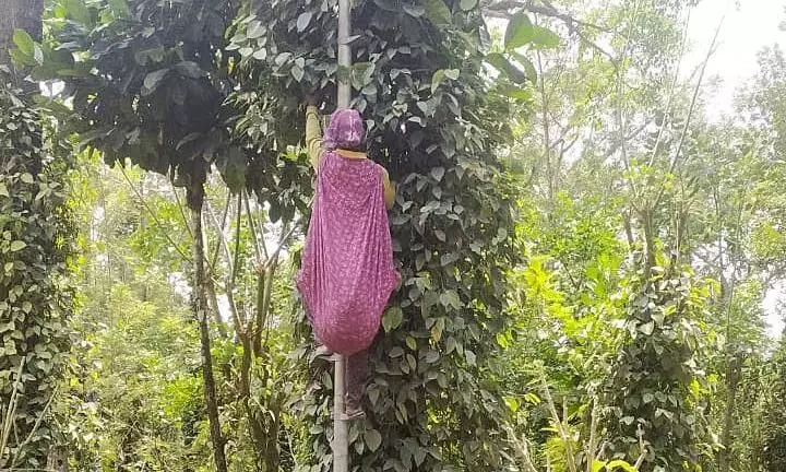 ಕರಿಮೆಣಸು ಕೊಯ್ಲಿಗೆ ಅಲ್ಯುಮಿನಿಯಂ ಏಣಿ ಬಳಕೆ; ಕಾರ್ಮಿಕರಿಗೆ ವಿದ್ಯುತ್ ತಂತಿ ತಗಲುವ ಭೀತಿ