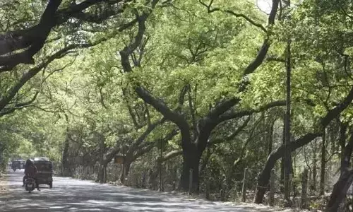 ಮುಂಬೈ- ವಡೋದರ ಹೆದ್ದಾರಿಗೆ 39 ಸಾವಿರ ಮರಗಳ ಮಾರಣಹೋಮ