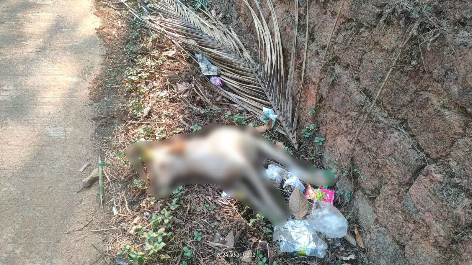 ಬೆಳ್ತಂಗಡಿ: ವಿಷವಿಕ್ಕಿ 10ಕ್ಕೂ ಅಧಿಕ ನಾಯಿಗಳ ಹತ್ಯೆ ಬೆಳ್ತಂಗಡಿ: ವಿಷವಿಕ್ಕಿ 10ಕ್ಕೂ ಅಧಿಕ ನಾಯಿಗಳ ಹತ್ಯೆ