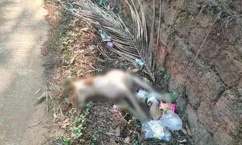 ಬೆಳ್ತಂಗಡಿ: ವಿಷವಿಕ್ಕಿ 10ಕ್ಕೂ ಅಧಿಕ ನಾಯಿಗಳ ಹತ್ಯೆ