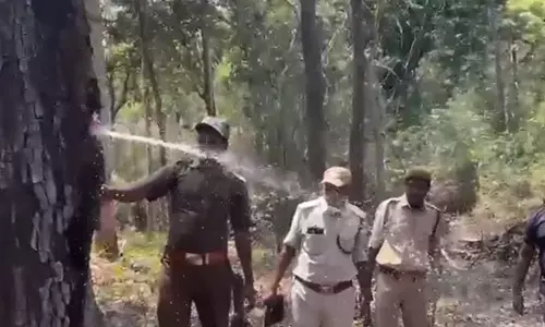 ಬಿರು ಬೇಸಿಗೆಯಲ್ಲೂ ಕರಿಮತ್ತಿ ಮರದಿಂದ ಚಿಮ್ಮಿದ ನೀರಿನ ಬುಗ್ಗೆ