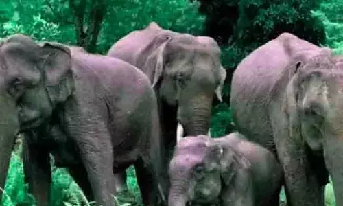 ಜರ್ಮನಿಗೆ 20,000 ಆನೆಗಳನ್ನು ರವಾನಿಸುವುದಾಗಿ ಬೊಟ್ಸ್ವಾನಾ ಬೆದರಿಕೆಯೊಡ್ಡಿದ್ದೇಕೆ?