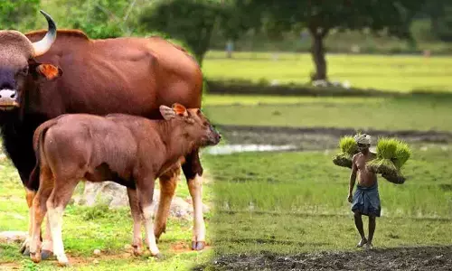 ಕೃಷಿ, ತೋಟಗಾರಿಕಾ ಬೆಳೆಗಳ ಮೇಲೆ ಕಾಡುಪ್ರಾಣಿ ದಾಳಿ