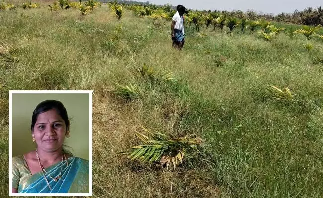 ದಾವಣಗೆರೆ: ಅತ್ತೆ-ಮಾವನ ಮೇಲಿನ ಸಿಟ್ಟಿನಿಂದ 40 ಕ್ಕೂ ಮಿಕ್ಕ ಅಡಿಕೆ ಮರಗಳನ್ನು ಕಡಿದು ಹಾಕಿದ ಸೊಸೆ; ಪ್ರಕರಣ ದಾಖಲು ದಾವಣಗೆರೆ: ಅತ್ತೆ-ಮಾವನ ಮೇಲಿನ ಸಿಟ್ಟಿನಿಂದ 40 ಕ್ಕೂ ಮಿಕ್ಕ ಅಡಿಕೆ ಮರಗಳನ್ನು ಕಡಿದು ಹಾಕಿದ ಸೊಸೆ; ಪ್ರಕರಣ ದಾಖಲು