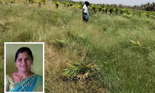 ದಾವಣಗೆರೆ: ಅತ್ತೆ-ಮಾವನ ಮೇಲಿನ ಸಿಟ್ಟಿನಿಂದ 40 ಕ್ಕೂ ಮಿಕ್ಕ  ಅಡಿಕೆ ಮರಗಳನ್ನು ಕಡಿದು ಹಾಕಿದ ಸೊಸೆ; ಪ್ರಕರಣ ದಾಖಲು