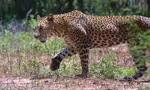 ಮತ ತಿನ್ನುವ ಕಾರ್ಬೆಟ್ ಚಿರತೆಗಳು!