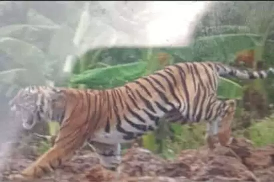 ಚಾಮರಾಜನಗರ: ಯುವಕನ ಮೇಲೆ ಹುಲಿ ದಾಳಿ ಚಾಮರಾಜನಗರ: ಯುವಕನ ಮೇಲೆ ಹುಲಿ ದಾಳಿ