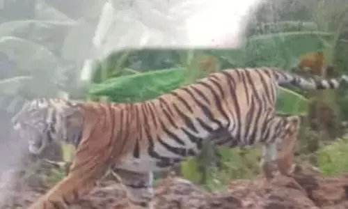 ಚಾಮರಾಜನಗರ: ಯುವಕನ ಮೇಲೆ ಹುಲಿ ದಾಳಿ