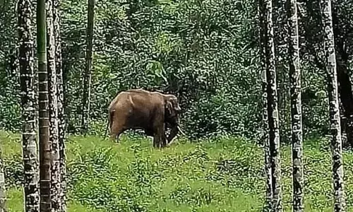 ಹಾಸನ | ಕಾಡಾನೆ ದಾಳಿಯಿಂದ ಮೂವರು ಕಾರ್ಮಿಕರಿಗೆ ಗಾಯ