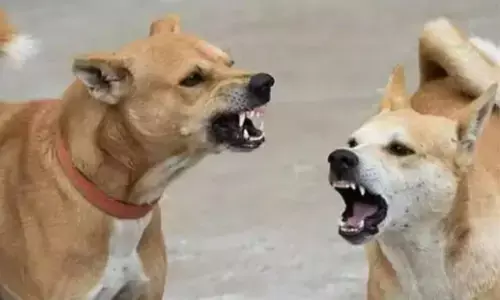 ಹೈದರಾಬಾದ್| ಬೀದಿ ನಾಯಿಗಳ ದಾಳಿಗೆ ಎರಡೂವರೆ ವರ್ಷದ ಮಗು ಮೃತ್ಯು