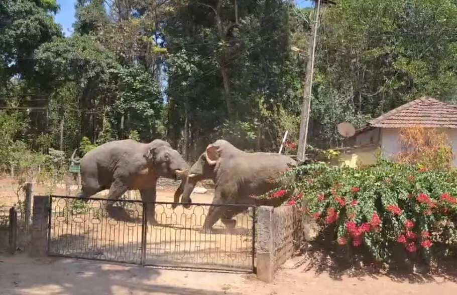 ಬೇಲೂರು: ಮನೆಯ ಅಂಗಳದಲ್ಲಿ ಎರಡು ಕಾಡಾನೆಗಳ ಕಾದಾಟ