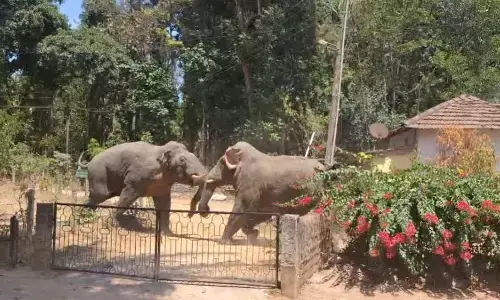 ಬೇಲೂರು: ಮನೆಯ ಅಂಗಳದಲ್ಲಿ ಎರಡು ಕಾಡಾನೆಗಳ ಕಾದಾಟ