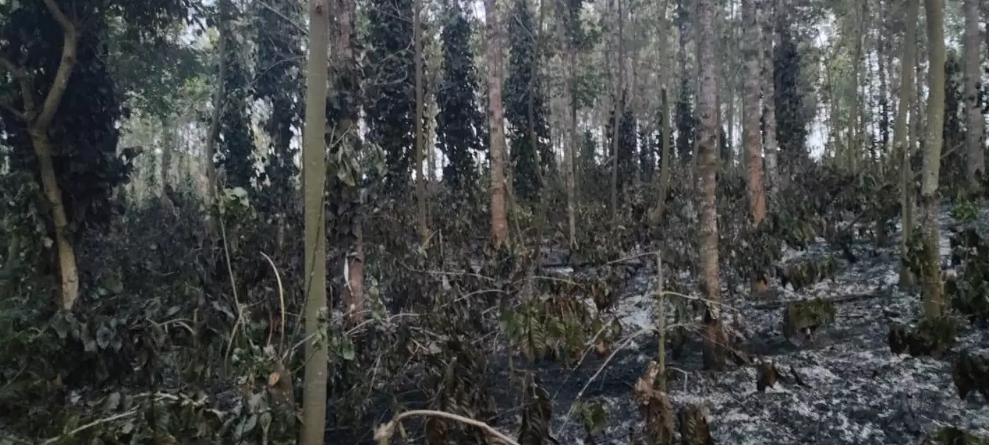 ಬೇಲೂರು | ವಿದ್ಯುತ್ ಶಾರ್ಟ್ ಸರ್ಕ್ಯೂಟ್‌ನಿಂದಾಗಿ 5 ಎಕರೆ  ಕಾಫಿ ತೋಟ ಭಸ್ಮ