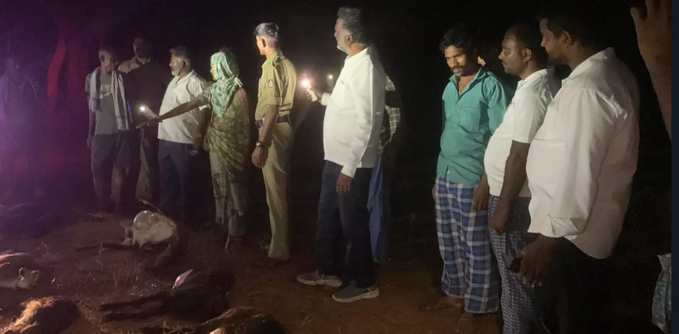 ದಾವಣಗೆರೆ | ಸಿಡಿಲು ಬಡಿದು 25 ಮೇಕೆಗಳು ಸಾವು