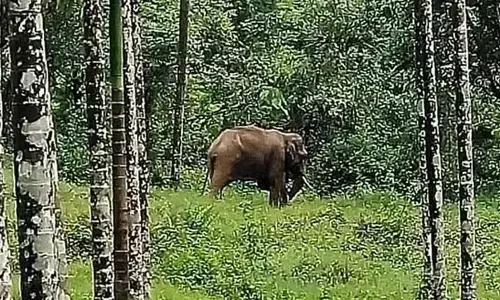 ಚಾಮರಾಜನಗರ | ಕಾಡಾನೆ ದಾಳಿಗೆ ವ್ಯಕ್ತಿ ಬಲಿ