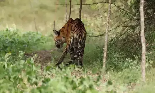 ಮಡಿಕೇರಿ | ಹುಲಿ ದಾಳಿಗೆ ಅಸ್ಸಾಂ ಮೂಲದ ಕಾರ್ಮಿಕ ಬಲಿ