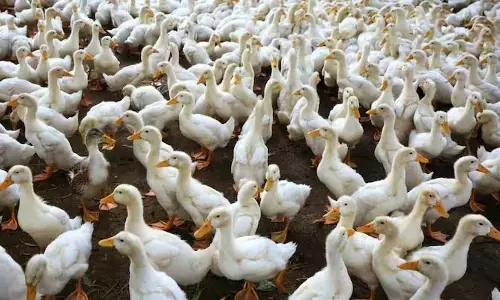 ಕೇರಳದ ಅಲಪ್ಪುಳದಲ್ಲಿ ಕಾಣಿಸಿಕೊಂಡಿರುವ ಹಕ್ಕಿ ಜ್ವರ