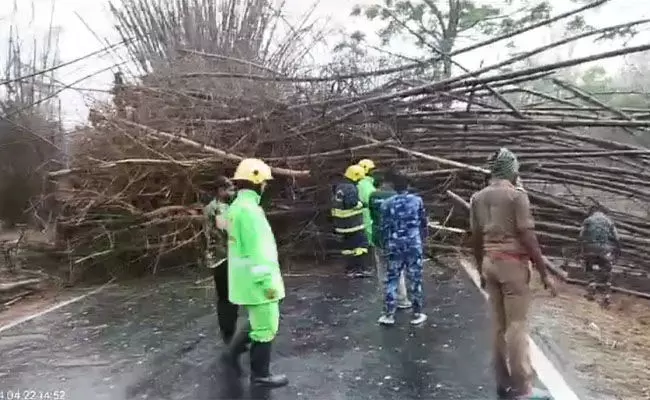 ಚಾಮರಾಜನಗರ: ಗಾಳಿ ಮಳೆಗೆ ಧರಾಶಾಹಿಯಾದ ಬಿದಿರಿನ ಮರಗಳು ಚಾಮರಾಜನಗರ: ಗಾಳಿ ಮಳೆಗೆ ಧರಾಶಾಹಿಯಾದ ಬಿದಿರಿನ ಮರಗಳು