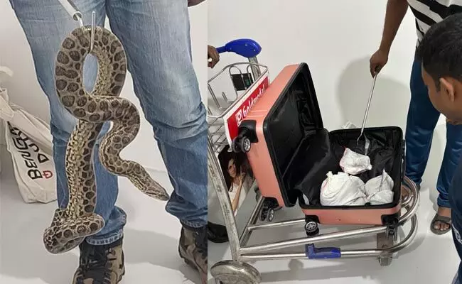 ಬೆಂಗಳೂರು | ವಿಮಾನ ನಿಲ್ದಾಣದಲ್ಲಿ ಅನಕೊಂಡ ಹಾವುಗಳ ಕಳ್ಳಸಾಗಣೆ : ಪ್ರಯಾಣಿಕನ ಬಂಧನ