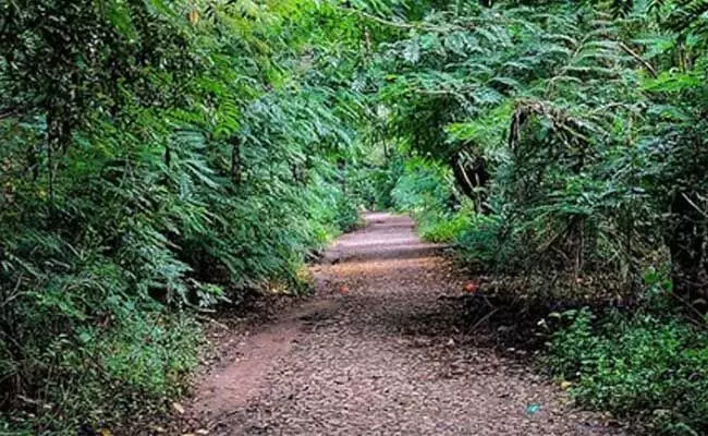 ಬೆಂಗಳೂರು ವಿವಿಯಲ್ಲೊಂದು ಕಿರು ಅರಣ್ಯ ಬೆಂಗಳೂರು ವಿವಿಯಲ್ಲೊಂದು ಕಿರು ಅರಣ್ಯ
