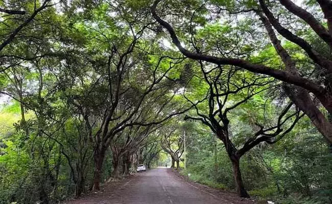 ಬೆಂಗಳೂರು ವಿವಿಯಲ್ಲೊಂದು ಕಿರು ಅರಣ್ಯ ಬೆಂಗಳೂರು ವಿವಿಯಲ್ಲೊಂದು ಕಿರು ಅರಣ್ಯ