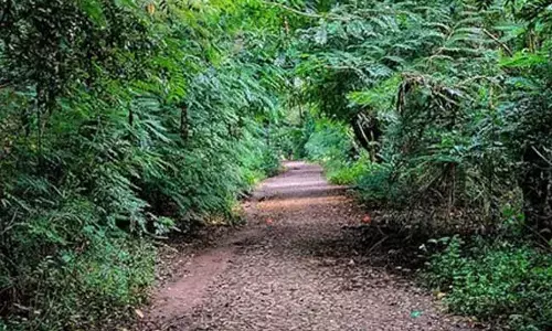 ಬೆಂಗಳೂರು ವಿವಿಯಲ್ಲೊಂದು ಕಿರು ಅರಣ್ಯ