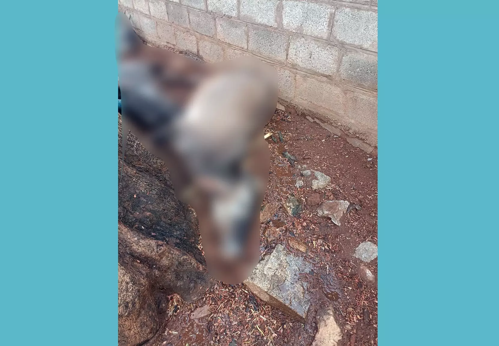 ಹನೂರು: ಸಿಡಿಲಿನ ಆಘಾತಕ್ಕೆ ಮೂರು ಜಾನುವಾರುಗಳು ಬಲಿ ಹನೂರು: ಸಿಡಿಲಿನ ಆಘಾತಕ್ಕೆ ಮೂರು ಜಾನುವಾರುಗಳು ಬಲಿ