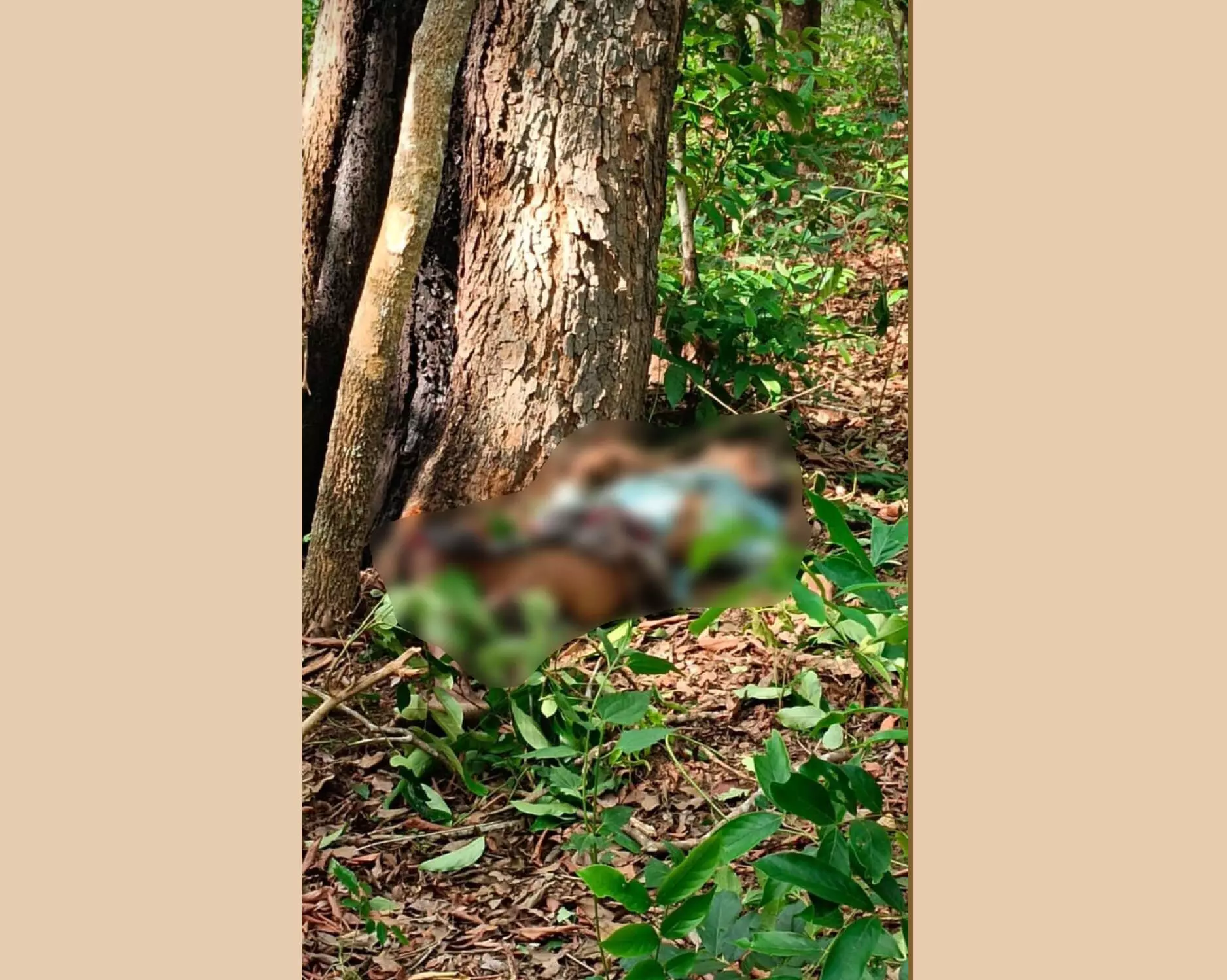 ಶಿವಮೊಗ್ಗ | ಕಾಡಾನೆ ದಾಳಿ: ತರಗೆಲೆ ತರಲು ಕಾಡಿಗೆ ಹೋಗಿದ್ದ ವ್ಯಕ್ತಿ ಮೃತ್ಯು