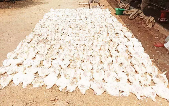 ಕೋಲಾರ: ಕುಕ್ಕುಟೋದ್ಯಮಕ್ಕೆ ಭಾರೀ ನಷ್ಟ