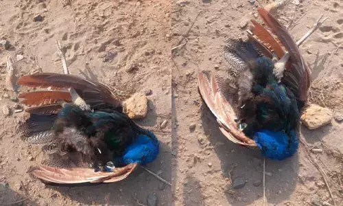 ವಿಟ್ಲ: ವಿದ್ಯುತ್ ತಗುಲಿ ನವಿಲು ಮೃತ್ಯು