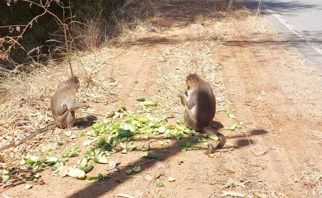 ಕೋಲಾರ: ಬಿಸಿಲ ಬೇಗೆಗೆ ಮೂಕ ಪ್ರಾಣಿಗಳ ಮೂಕರೋದನ