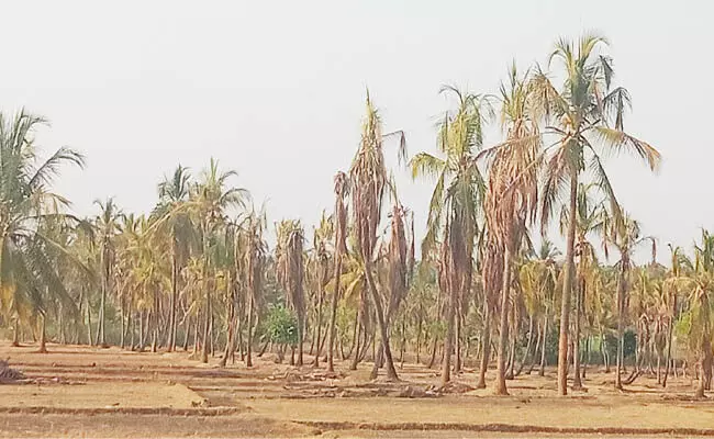 ಬರದ ದವಡೆಗೆ ಸಿಲುಕಿ ನಲುಗುತ್ತಿರುವ ಸಕ್ಕರೆ ಜಿಲ್ಲೆಯ ರೈತರು