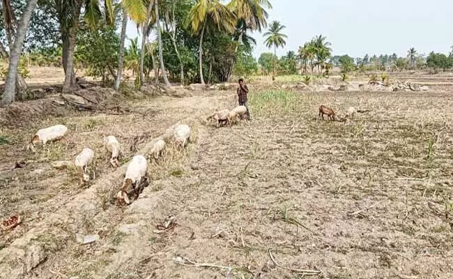 ಬರದ ದವಡೆಗೆ ಸಿಲುಕಿ ನಲುಗುತ್ತಿರುವ ಸಕ್ಕರೆ ಜಿಲ್ಲೆಯ ರೈತರು