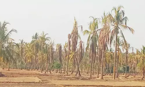 ಬರದ ದವಡೆಗೆ ಸಿಲುಕಿ ನಲುಗುತ್ತಿರುವ ಸಕ್ಕರೆ ಜಿಲ್ಲೆಯ ರೈತರು