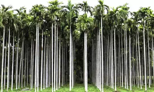 ತೋಟ ಸಂರಕ್ಷಣೆಗೆ ನೀರಿನ ಮೂಲಗಳ ಬಳಕೆಯಿಂದ ಕುಡಿಯುವ ನೀರಿಗೆ ಆಪತ್ತು