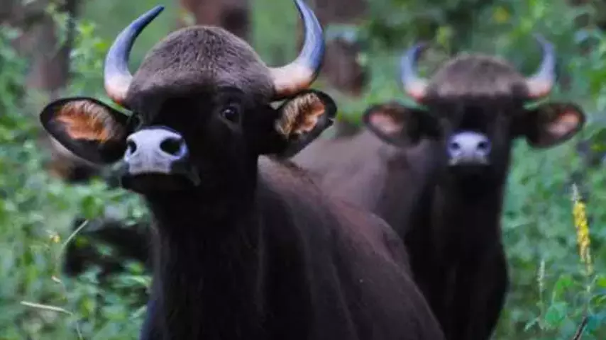 ಮೂಡಿಗೆರೆ | ಕಾಡುಕೋಣ ದಾಳಿ : ಇಬ್ಬರು ಕಾರ್ಮಿಕರಿಗೆ ಗಾಯ