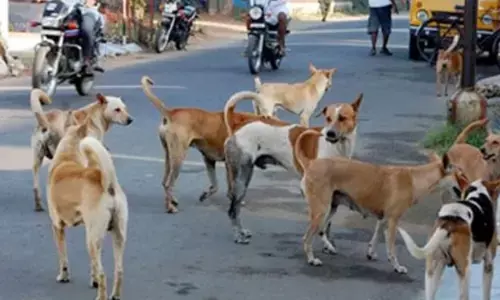 ಬೀದಿನಾಯಿಗಳಿಗೆ ಮೈಕ್ರೋಚಿಪ್‌ ಅಳವಡಿಕೆ‌ ವಿಚಾರ | ಟೆಂಡರ್ ರದ್ದು ಕೋರಿ ಅರ್ಜಿ : ರಾಜ್ಯ ಸರ್ಕಾರಕ್ಕೆ ನೋಟಿಸ್
