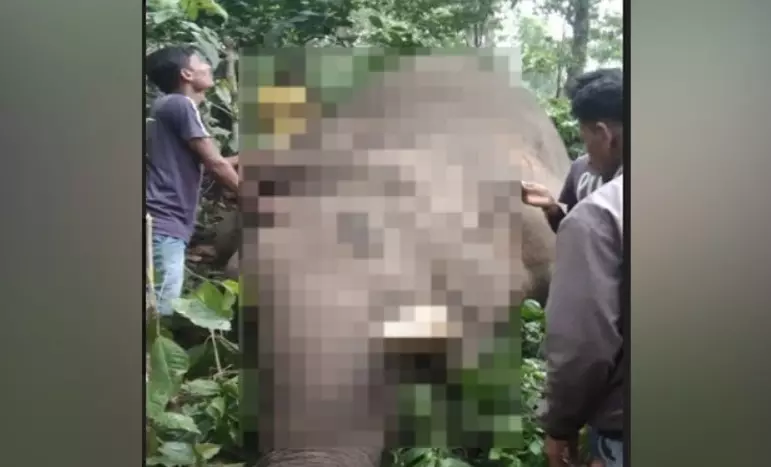 ಚಿಕ್ಕಮಗಳೂರು | ಒಂಟಿ ಸಲಗದ ಕಳೇಬರ ಪತ್ತೆ ; ವಿದ್ಯುತ್ ಪ್ರವಹಿಸಿ ಸಾವು ಶಂಕೆ