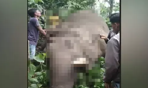 ಚಿಕ್ಕಮಗಳೂರು | ಒಂಟಿ ಸಲಗದ ಕಳೇಬರ ಪತ್ತೆ ; ವಿದ್ಯುತ್ ಪ್ರವಹಿಸಿ ಸಾವು ಶಂಕೆ