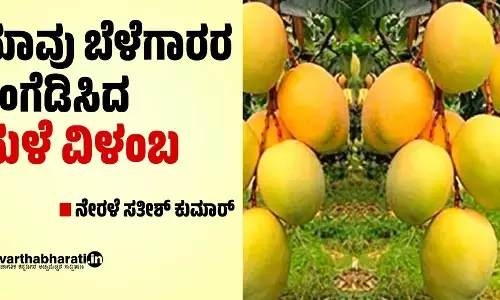 ಮಾವು ಬೆಳೆಗಾರರ ಕಂಗೆಡಿಸಿದ ಮಳೆ ವಿಳಂಬ